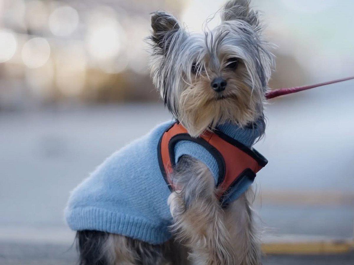 Abu Dhabi, a paradise for pet lovers: Hotels and restaurants welcome them